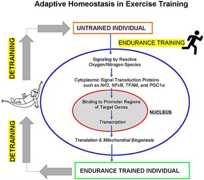 Homeostasis Homeostasis